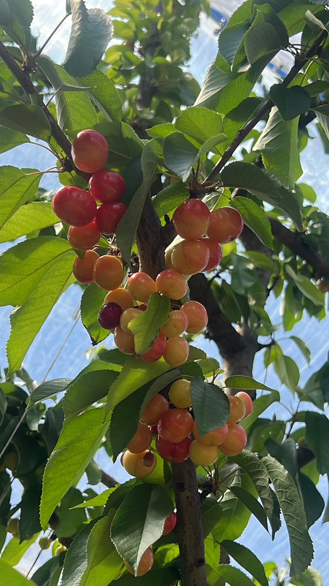 EastesGert's tweet photo. Southern Hemisphere Cherry Season days away.@JOSimsCherries @SimsIngredients #JOSimsFarms #RidgeCherries https://t.co/gVAgL0Khlw