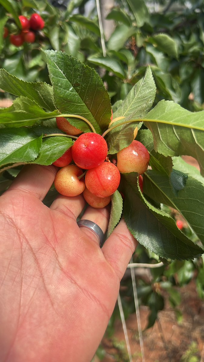 EastesGert's tweet photo. Southern Hemisphere Cherry Season days away.@JOSimsCherries @SimsIngredients #JOSimsFarms #RidgeCherries https://t.co/gVAgL0Khlw