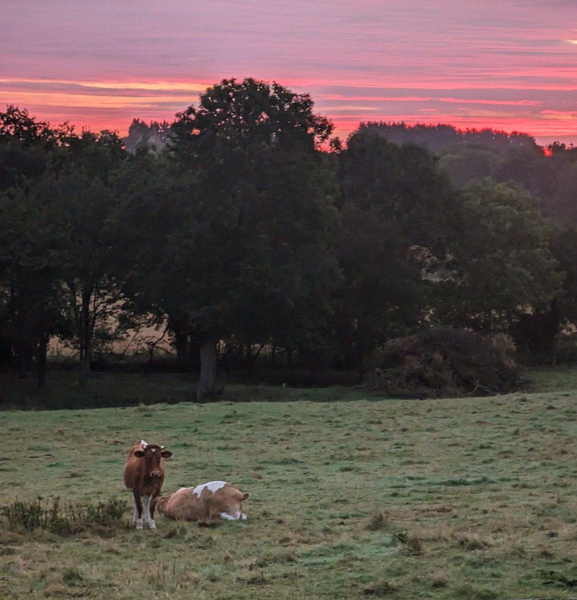 ahimsamilk's tweet photo. It's great to get up in the morning and the first view from the window is a beautiful sunrise and cows.❤️ https://t.co/LU0EM02Wgb