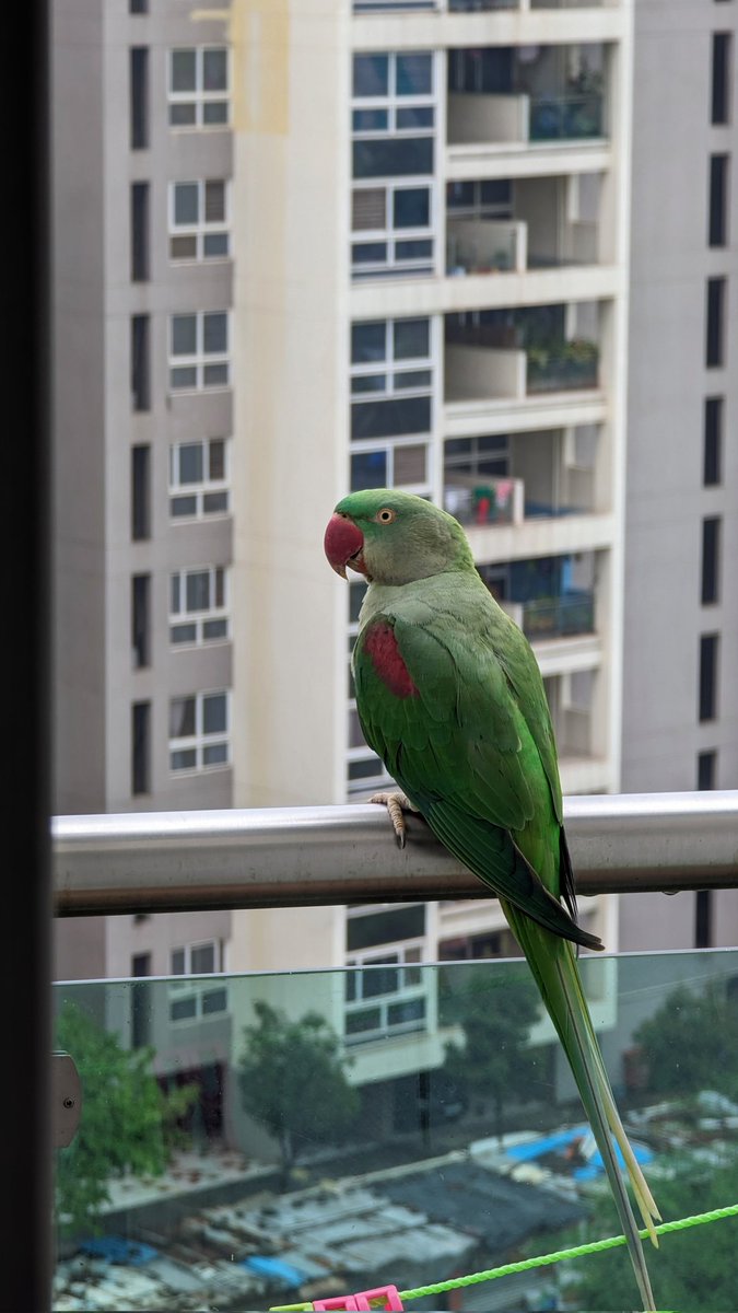 AdityaGhode's tweet photo. Telephoto lens on Pixel 7 pro works like magic #pixel7pro #Pixel8Pro #iphone15pro https://t.co/z2DHc2xxQK