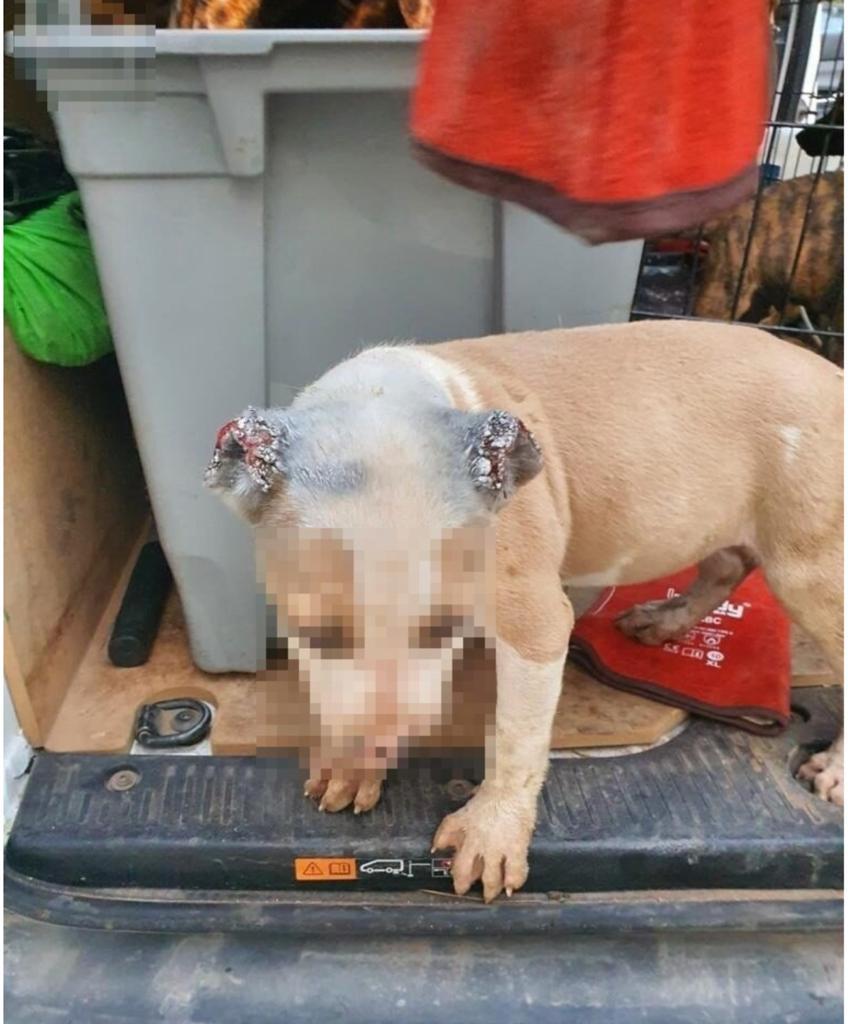 policia_localML's tweet photo. 👮‍♂️ @policia_localML 
Localiza y recupera a 5 cachorros y 2 perros adultos de raza potencialmente peligrosa y desmantela un criadero clandestino.
En él tenían a los animales en condiciones insalubres.
A algunos cachorros les habían cortado las orejas y los adiestraban para peleas. https://t.co/9Jj8l3USVO
