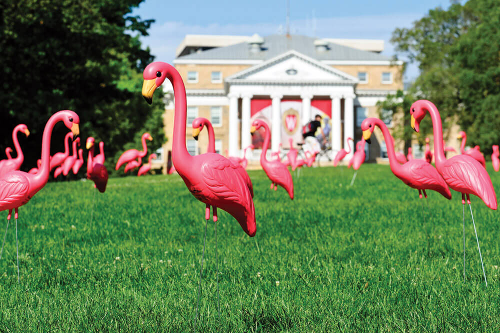 Fill the Hill, UW–Madison's pinkest fundraiser, is next week! For each gift of any amount made to the Chazen between 5 p.m. Oct. 5 and 5 p.m. Oct. 6, a pink flamingo will be placed on Bascom Hill. Get ready to spread that rosy glow! 

#UWflamingos #FillTheHill
