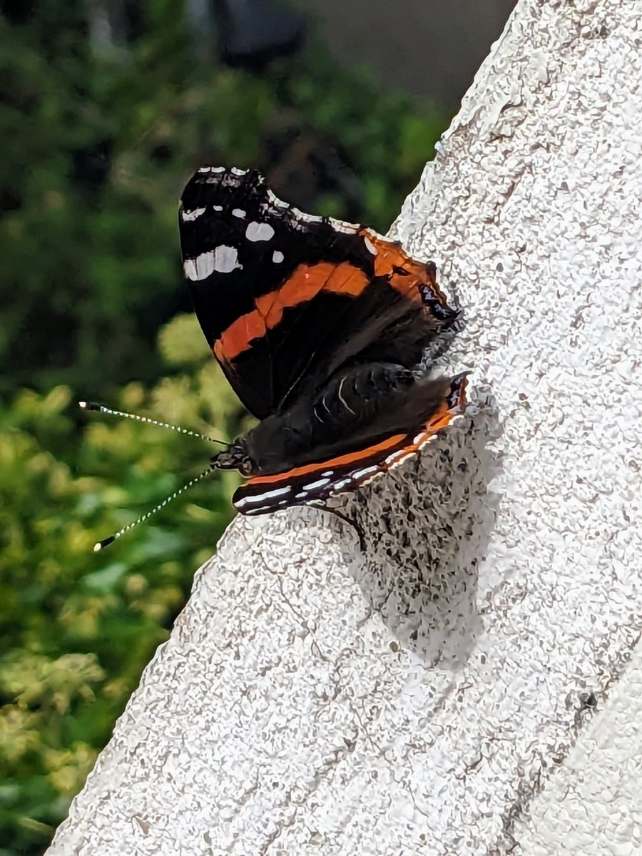 TomDiander's tweet image. Bernd und ich beim chillen. ❤️ 🦋