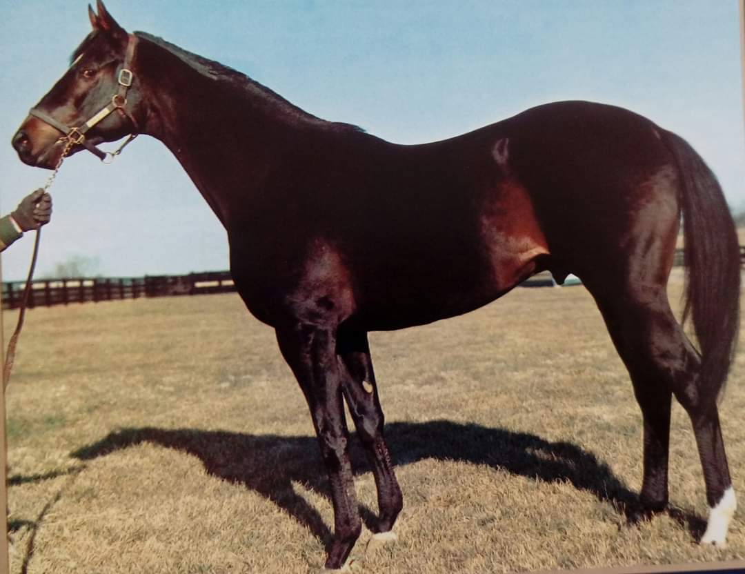 HORSERACING1002's tweet photo. ALJAMIN 🇺🇸1970
(DELTA JUDGE  - SUCHA SNOB BY DEDICATE)
#Aljamin
Stood at @WalmacLLC https://t.co/7bMJOEkUZs