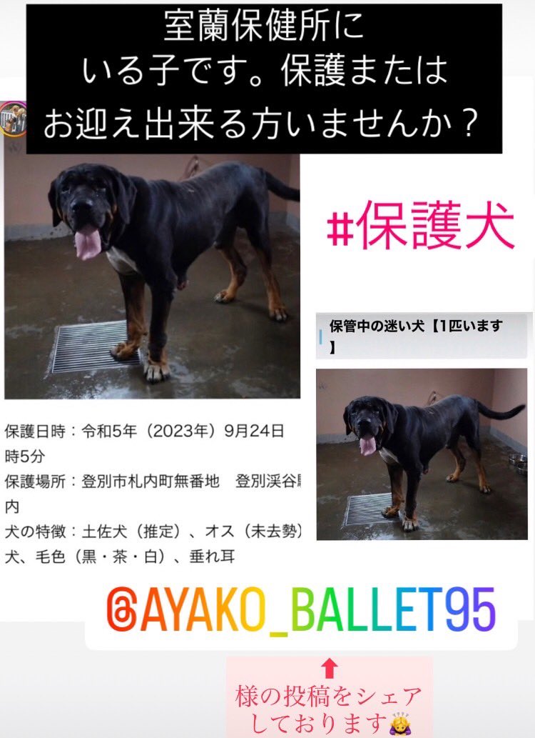 JR06725213's tweet image. インスタフォロワー様の投稿を、シェアさせていただきます🙇‍♀️
#保健所　室蘭保健所に収容されている子です。
放棄されたワンちゃんのようです。
🐕‍🦺とっても人懐っこい子。大型犬ですので、引き取り出来る方がいないそうです😭　収容日数にも限りがありますので、
どなたかお願い致します🙇‍♀️…