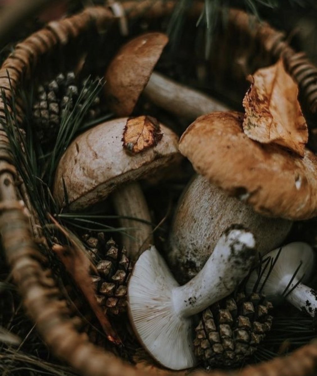 NostAcademia's tweet photo. Dark Cottagecore 🍂 Autumn aesthetic https://t.co/4MIz9NYYRj