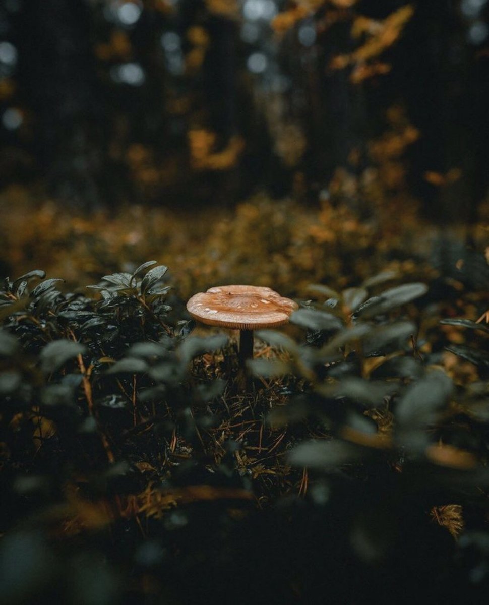 NostAcademia's tweet photo. Dark Cottagecore 🍂 Autumn aesthetic https://t.co/4MIz9NYYRj