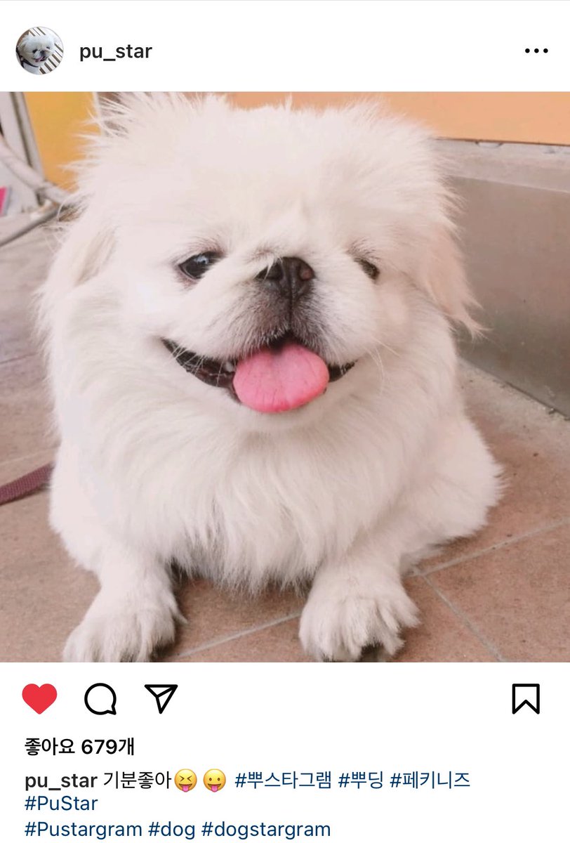 hi_saeon's tweet photo. 180927 pu_star 행복한 뿌스타그램
기분좋아😝😛 #뿌스타그램 #뿌딩 #페키니즈 #PuStar
#Pustargram #dog #dogstargram
https://t.co/FVvUZdsjtl https://t.co/but30wvcv5