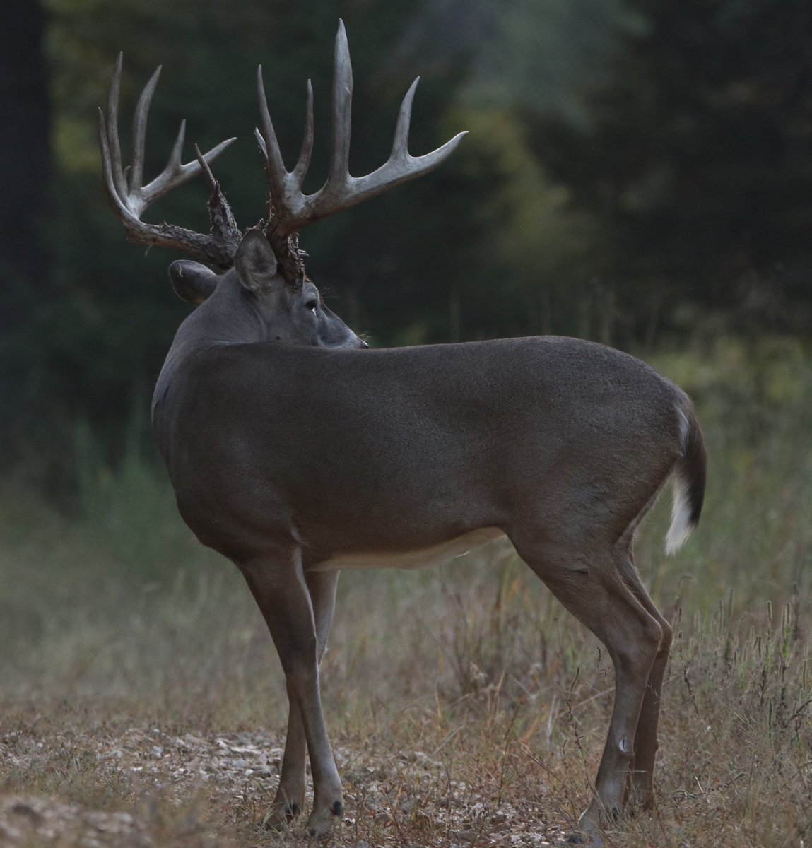 Do you like big typicals? Oak Creek has some of the biggest, prettiest whitetail bucks in the country! Call today for available dates and information on your hunt of a lifetime! 573-943-6644