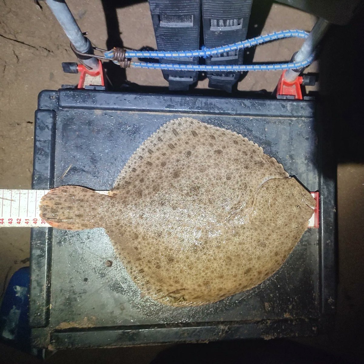 Irish_Angling_Adventures tweet media