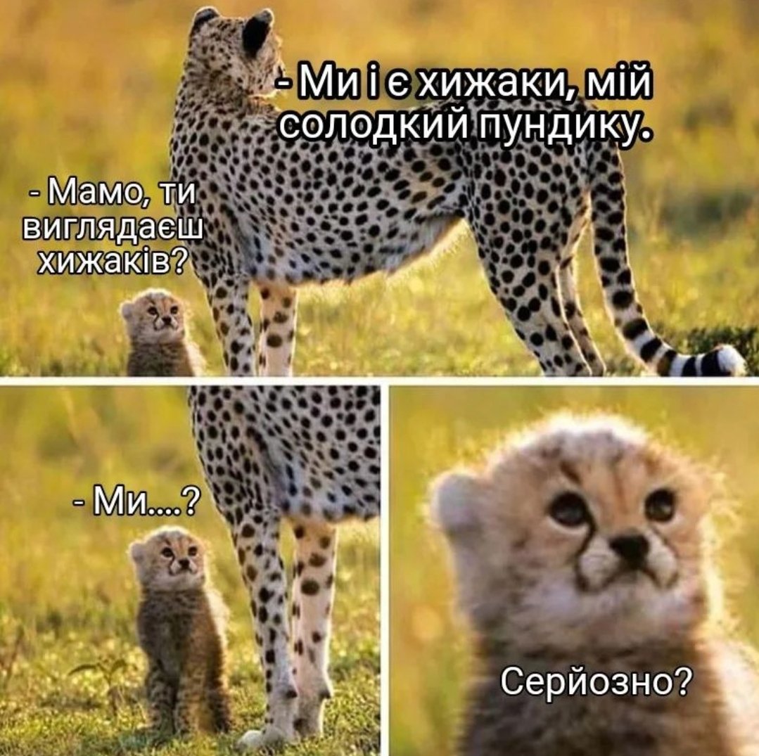 Missis_Babak's tweet photo. 🐆🥹🫶 https://t.co/kRgisHvjGv