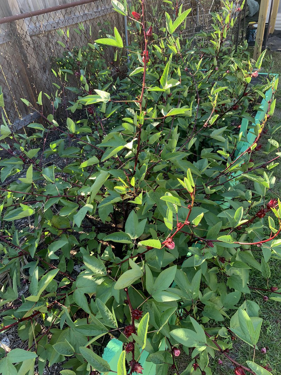 LeboM1's tweet photo. Summer is brewing in the Sourthern Hemisphere and Hibiscus is being Harvested in the West. We gonna be drinking Sorel, Dubline yep my kinda Globalization. https://t.co/uTO8nP1AqX
