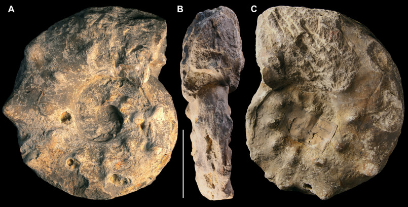 GeolPaleo's tweet photo. 📣📜⚒️ #paperalert

Bite traces of a large, #mosasaur-type(?) vertebrate predator in the lower #Turonian #ammonite #Mammites nodosoides (Schlüter, 1871) from the Czech Republic

🖊️Mazuch et al.    
📖Cretaceous Research
🔗https://t.co/ieWETRMINw
🗝️#Cretaceous #Cephalopods https://t.co/V8imvxOpXt