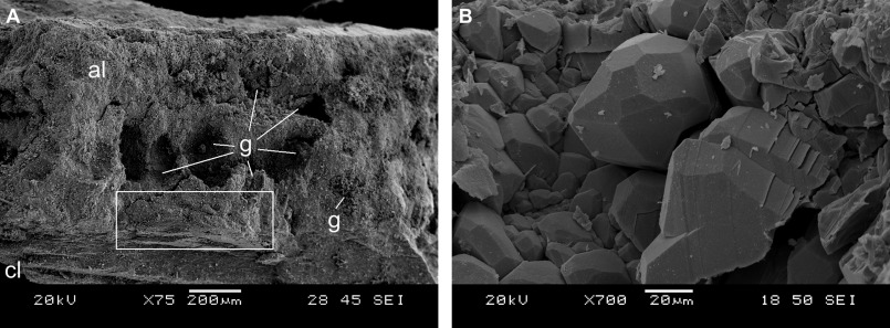 GeolPaleo's tweet photo. 📣📜⚒️ #paperalert

Bite traces of a large, #mosasaur-type(?) vertebrate predator in the lower #Turonian #ammonite #Mammites nodosoides (Schlüter, 1871) from the Czech Republic

🖊️Mazuch et al.    
📖Cretaceous Research
🔗https://t.co/ieWETRMINw
🗝️#Cretaceous #Cephalopods https://t.co/V8imvxOpXt