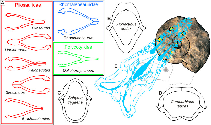 GeolPaleo's tweet photo. 📣📜⚒️ #paperalert

Bite traces of a large, #mosasaur-type(?) vertebrate predator in the lower #Turonian #ammonite #Mammites nodosoides (Schlüter, 1871) from the Czech Republic

🖊️Mazuch et al.    
📖Cretaceous Research
🔗https://t.co/ieWETRMINw
🗝️#Cretaceous #Cephalopods https://t.co/V8imvxOpXt