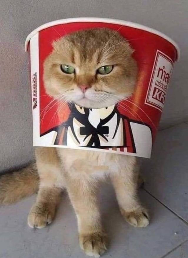 WE LOVE CATS tweet media