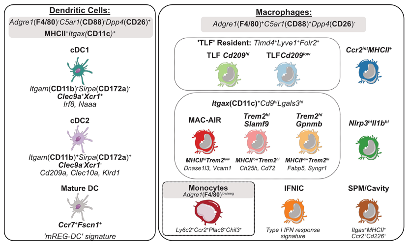 CVR Tomasz Guzik (@cvr_tomaszguzik) on Twitter photo Integrated single-cell analysis-based classification of #vascular mononuclear phagocytes in mouse & human #atherosclerosis including relevance of study models & refined nomenclature
Discover more 👉academic.oup.com/cardiovascres/…
<a href="/ESC_Journals/">European Society of Cardiology Journals</a> <a href="/escardio/">European Society of Cardiology</a> #CardiovascularResearch Integrated single-cell analysis-based classification of #vascular mononuclear phagocytes in mouse & human #atherosclerosis including relevance of study models & refined nomenclature
Discover more 👉academic.oup.com/cardiovascres/…
<a href="/ESC_Journals/">European Society of Cardiology Journals</a> <a href="/escardio/">European Society of Cardiology</a> #CardiovascularResearch