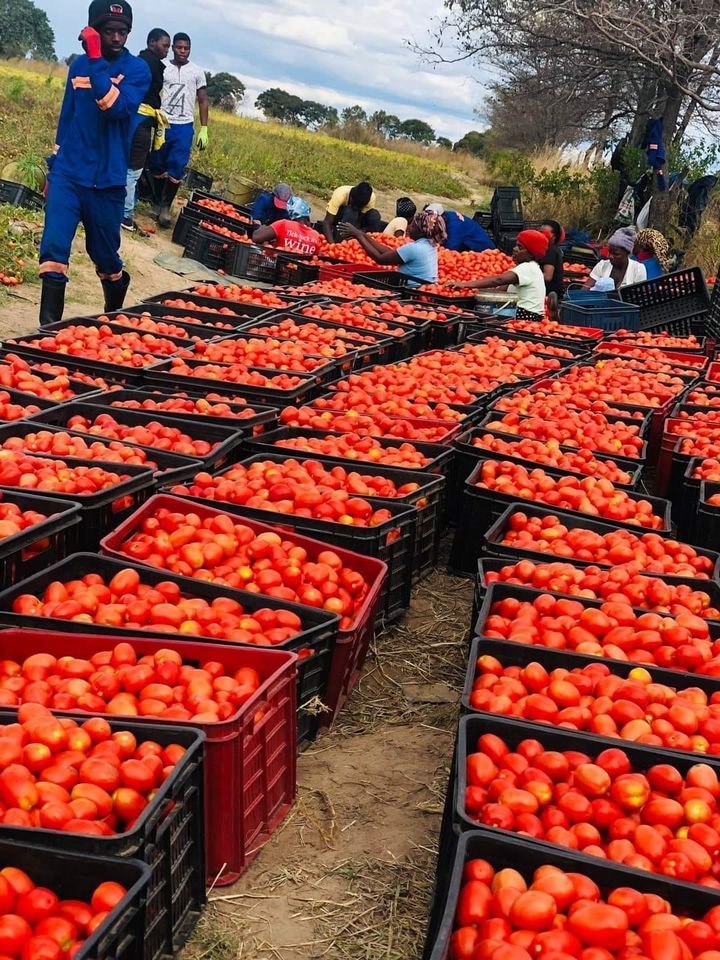 5 Other common mistakes tomato farmers make in farming. 

1. Wrong variety choice: Choosing the right variety is the first step towards succeeding.

2. Failure to harden tomato seedlings: Hardening enables plant seedlings to adapt to changes in temperature or exposure to harsh