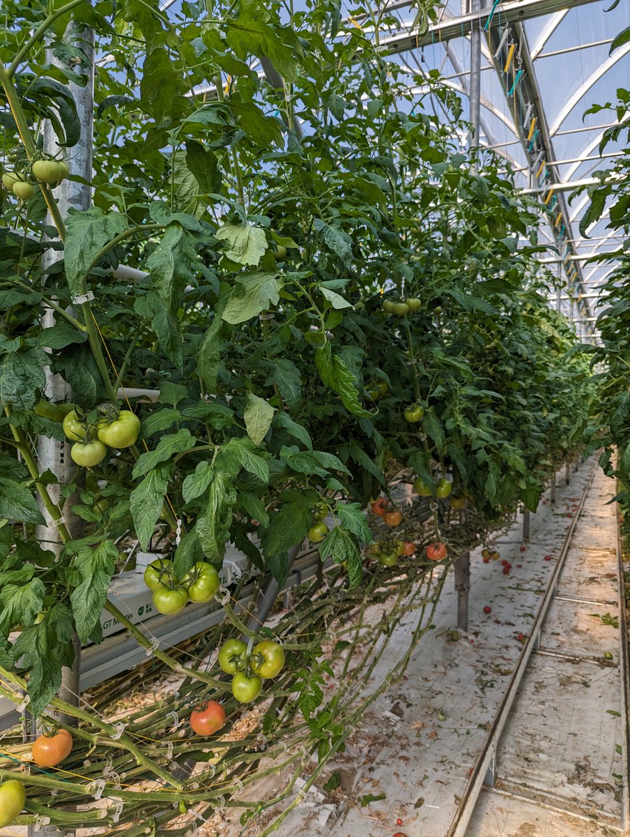 sollumtech's tweet photo. Sollum Technologies, is pleased to announce that Les Serres Bertrand, a leader in the greenhouse industry, has chosen to install Sollum®’s #dynamicLEDlighting solution for its tomato #greenhouse. 👉 https://t.co/LXyp98xWOY 
#Partnership #Sollum #AgTech #pressrelease https://t.co/xT6HRVGZLo