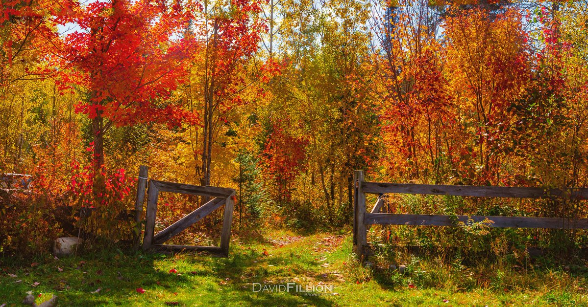 Gateway to Fall 🍁 🍂

#autumnvibes #fallvibes #markstaywarren #imagesofcanada #canada #northernontario #naturelovers #natgeolandscape #natgeoyourshot #photograghy #hamiltonphotographer #gtaphotographer #sonyalpha #a99ii  #SonyAlphasClub #sonyImages #dfproductions