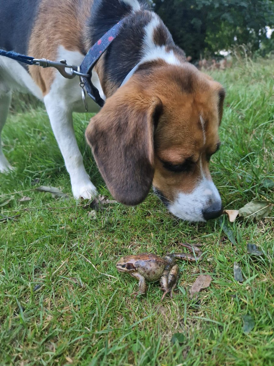 percythebeagle's tweet image. Goodmorning, it's me Percy...
This was the other morning  when I met a frog on my walk  with my Billie  😊🐸