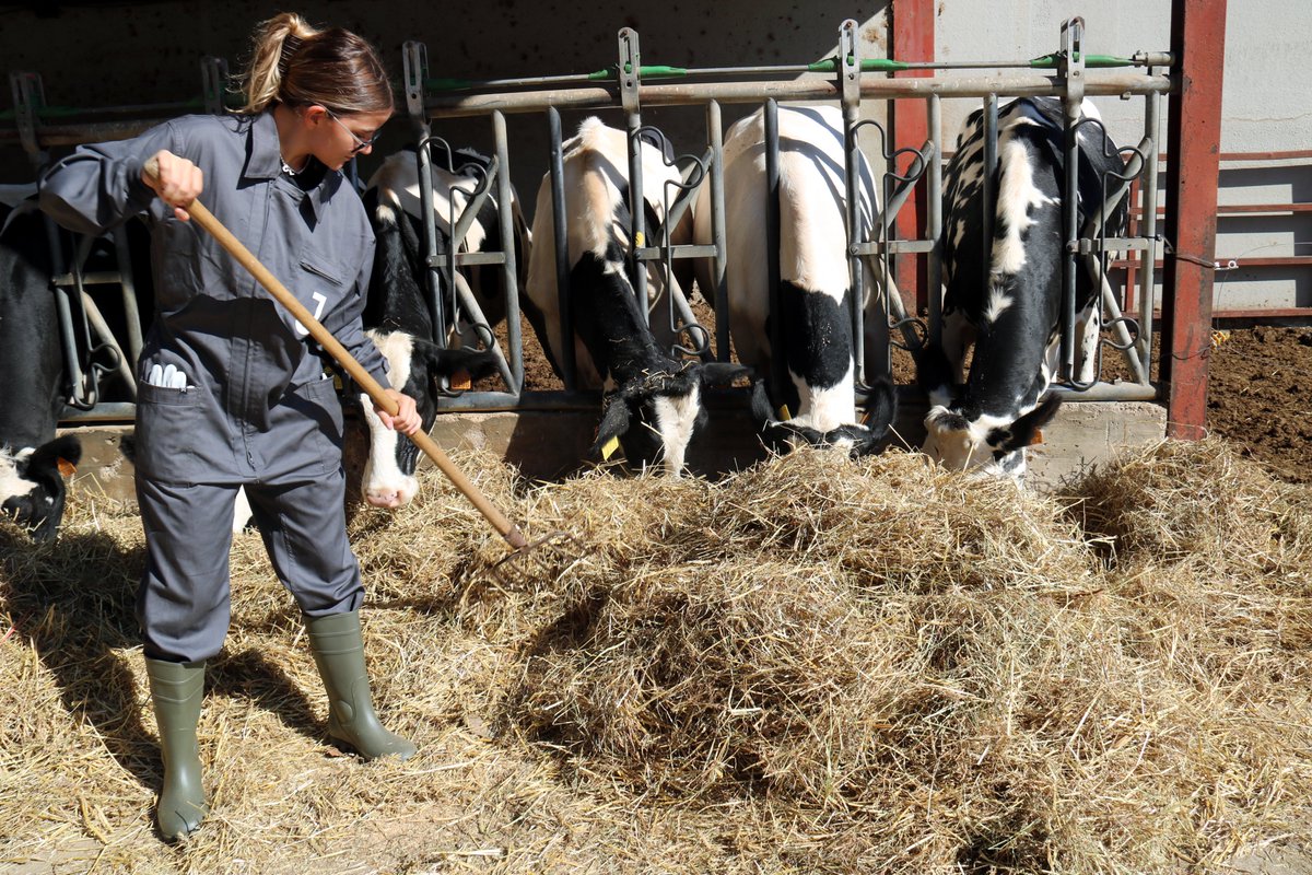 Dues granges de  Prats de Lluçanès i Sallent promouen l'elaboració de làctics amb beta-caseïna A2, una llet més fàcil de digerir.
El Soler de n'Hug i la Torre d'en Roca han estat dos anys i mig seleccionant genèticament les vaques.