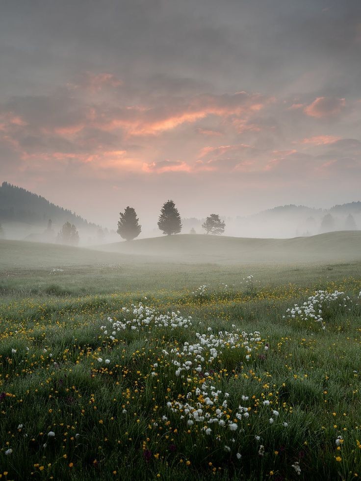 elemmiressoul's tweet photo. misty flowers. https://t.co/4RCdwXZ1XK