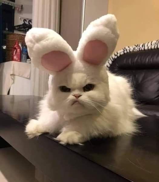 WE LOVE CATS tweet media