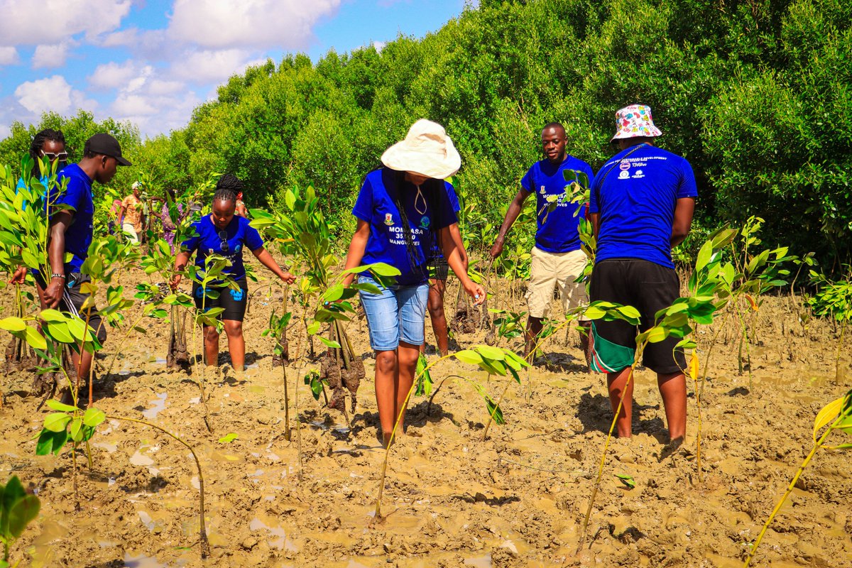yfga_kenya's tweet photo. 💥🌎Day 3 of the #mombasa35000mangroves, extends to the heart of the community. This project offers a plethora of long-term advantages. From bolstering coastal resilience against rising tides to fostering biodiversity hotspots that shelter countless species, sowing sustainability https://t.co/jNDyfDNIKw