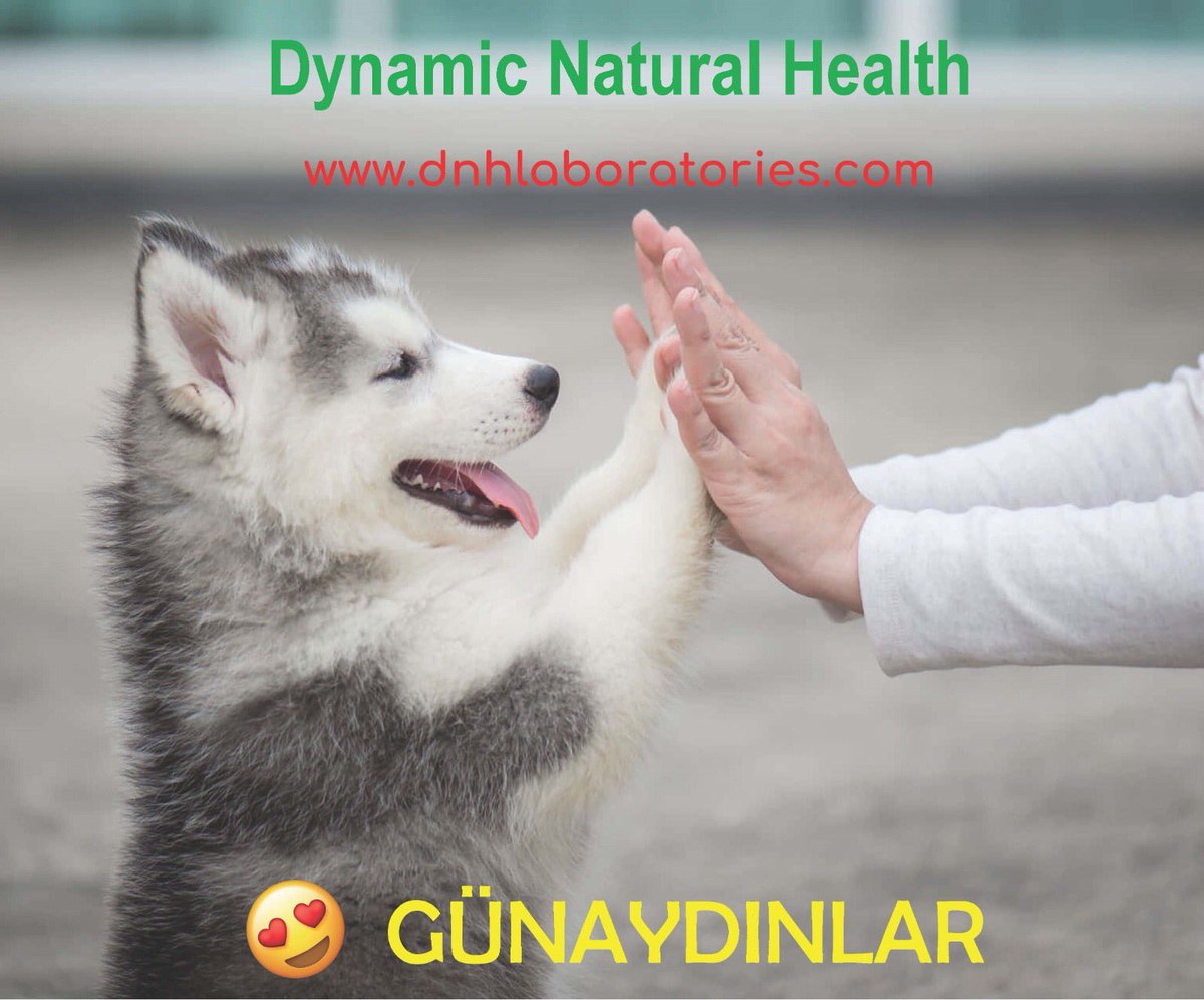 DnhSystem's tweet image. 