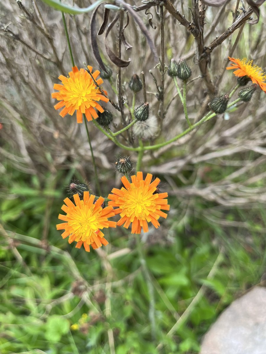 BuddhistCeo's tweet photo. Every day 
Brings change 
Nothing remains the same
Today I have awoken 
Feeling slightly unwell
A passing bug I’m sure
Scotland braces itself for
Storm Agnes
Due to unleash 
Incredible wind and rain 
All I can do 
Is let it all unfold 
#thebuddhistceo #buddhism https://t.co/u5ceI5wA8v