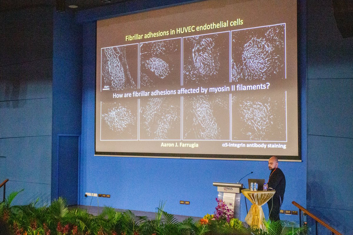 Mechanobiology Institute tweet media