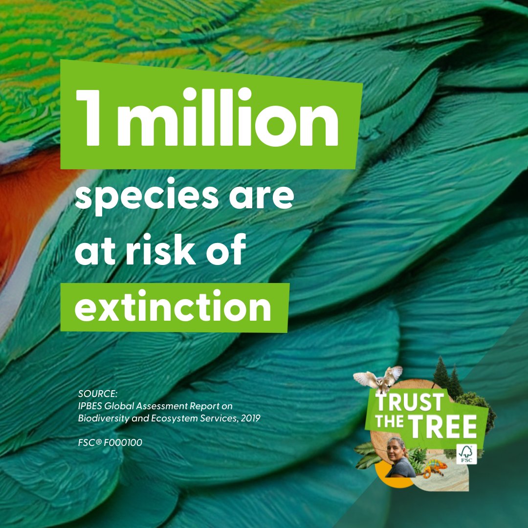 FSC_IC's tweet image. Did you know that 1 million species are at risk of extinction? By becoming a forest steward this #FSCForestWeek, we can work together to preserve more forests and tackle climate change. 

Find out more here: fsc.org/forestweek  

#TrustTheTree