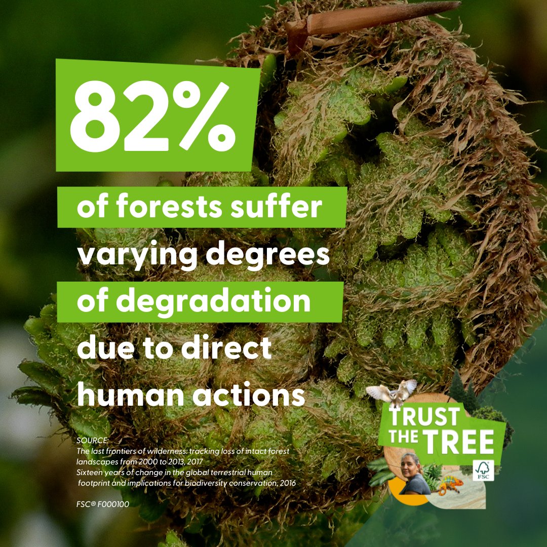 FSC_IC's tweet image. Did you know that 1 million species are at risk of extinction? By becoming a forest steward this #FSCForestWeek, we can work together to preserve more forests and tackle climate change. 

Find out more here: fsc.org/forestweek  

#TrustTheTree