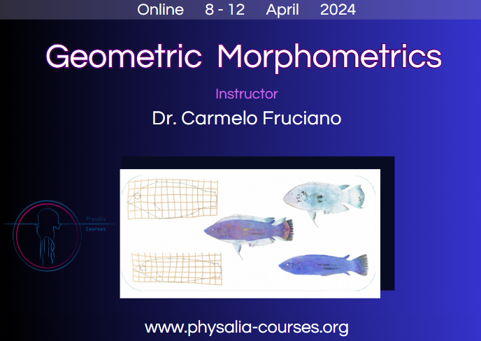 📣 Join us for the 7th edition of the Geometric Morphometrics course with @CarmeloFruciano! Ideal for beginners and intermediates looking to enhance their skills in this field. 🔍 Learn more and register:physalia-courses.org/courses-worksh… #Morphometrics #Rstats #evolution