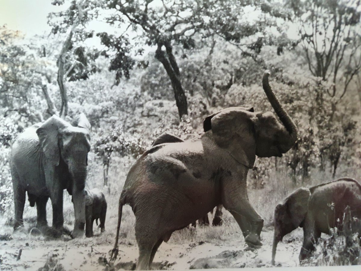 EPIAfrica's tweet photo. Ever wondered how much can change in 45 years of elephant conservation? Read Hugo Jachmann’s five-decade perspective on Malawi from the late 70’s to 2023. #Malawi #Kasungu #Elephants #Conservation https://t.co/RvoEaPFHef https://t.co/bxAzd7rBYA