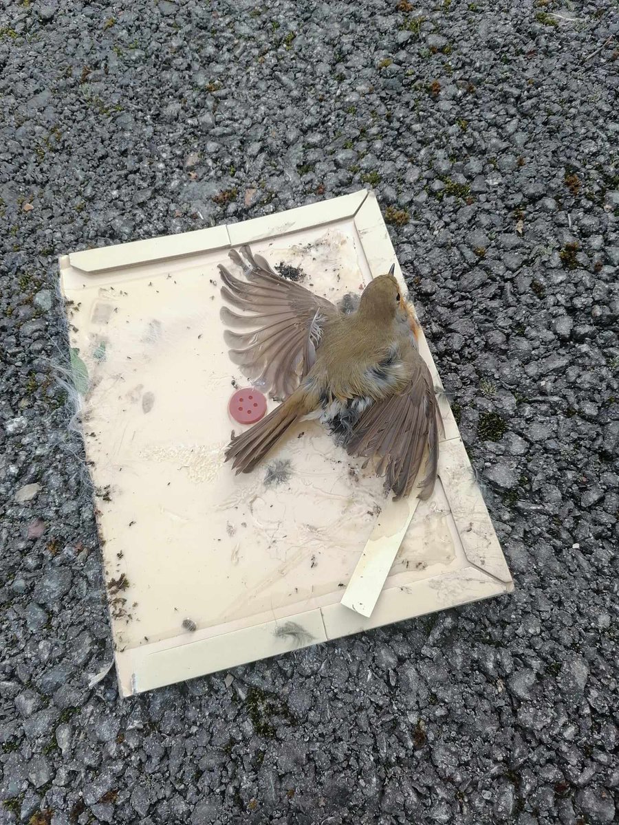 Bonjour <a href="/lidlfrance/">Lidl France</a>, un de vos magasins (Saint-Maximin) utilise des plaques collantes destinées à tuer les rongeurs. 

Ces petits animaux ne semblent pas être les seules victimes puisqu’un rouge-gorge s’est retrouvé collé. 

Tolérez-vous cela ?