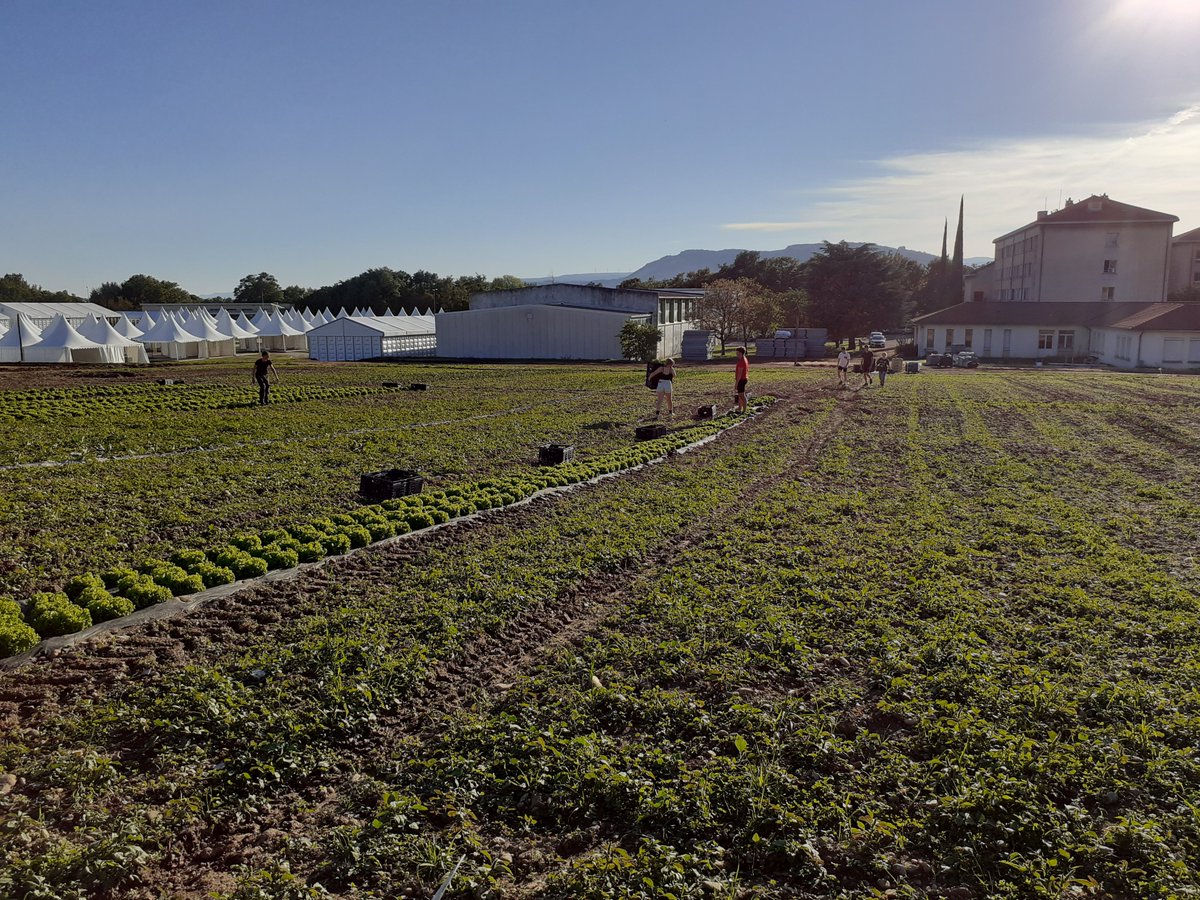 TECHetBIO's tweet photo. Tech&Bio, c'est fini pour cette année, mais rien ne se perd ! Les salades plantées pour les démonstrations de matériel ont été récoltées hier par les élèves du Lycée le Valentin Bourg Les Valence 26 et seront offertes dès ce matin à diverses associations caritatives🤝
#technbio https://t.co/paHqa9VlcH