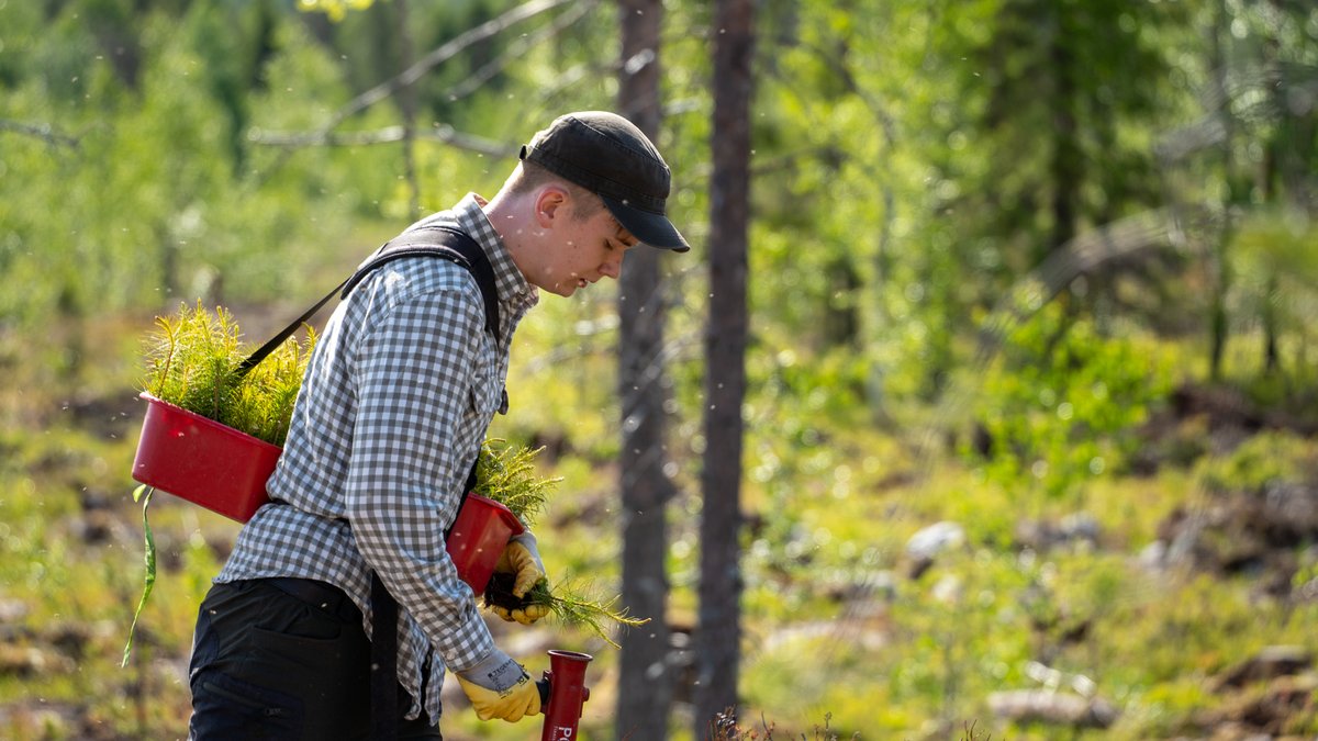 🌱Tänään Vesan päivänä vietetään puun päivää! Istutimme tänä vuonna 17 miljoonaa puuntaimea valtion maille. Lisäksi kylvöjen ja luontaisen uudistamisen kautta syntyy miljoonittain taimia lisää.   

🌍 Tavoitteenamme on kasvattaa monikäyttömetsien hiilinielua ja valtion metsien