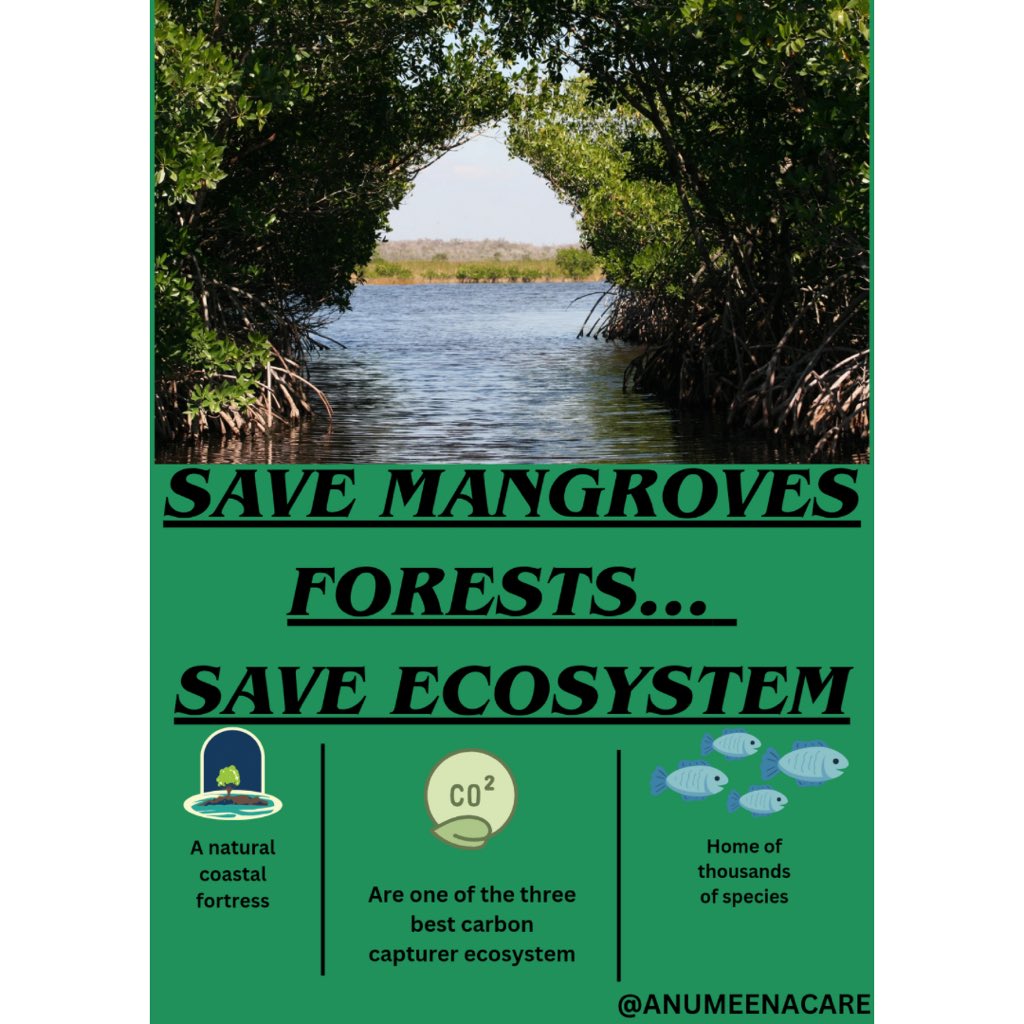Mangrove forests straddle the connection between land and sea and nature and humans.

Mangrove forests also provide habitat and refuge to a wide array of wildlife such as birds, fish, invertebrates.

#anumenacare #nonprofits #mangroveforests #ecosystem #ngo #charity #nonprofit