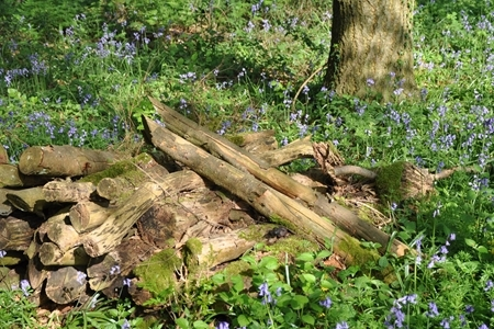 North Northamptonshire Council (@nnorthantsc) on Twitter photo Due to a fungal disease which affects ash trees across the UK, we will start work from early October to remove potentially dangerous trees from several parks and green spaces across North Northants.
Find out more: ow.ly/YQnp50PQ2yQ
<a href="/ParksNorthants/">North Northants Country Parks</a> Due to a fungal disease which affects ash trees across the UK, we will start work from early October to remove potentially dangerous trees from several parks and green spaces across North Northants.
Find out more: ow.ly/YQnp50PQ2yQ
<a href="/ParksNorthants/">North Northants Country Parks</a>
