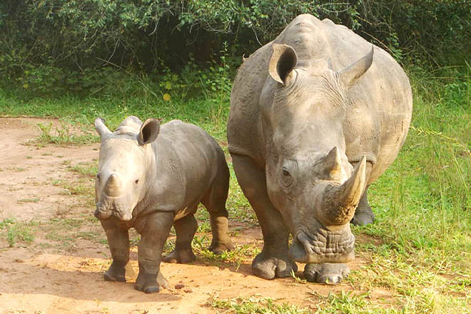 LMollisha's tweet photo. Ziwa Rhino and Wildlife Ranch is the proud home of the only white rhinos in Uganda. Located in Nakasongola district, not only can you find rhinos, but a wide variety of bird species and other wildlife.
#WorldTourismDay
#VisitUganda https://t.co/LCTgeAE6ks