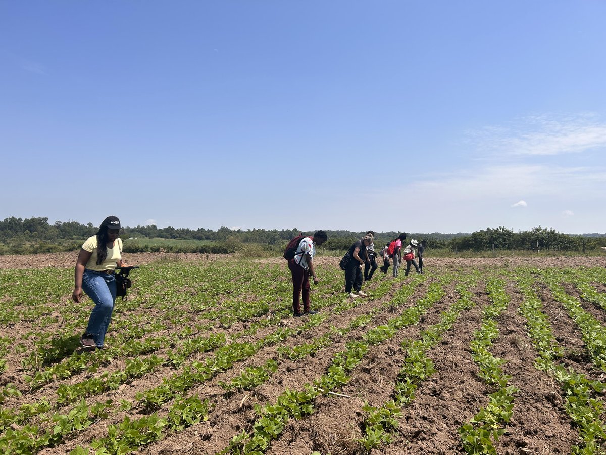 Exciting updates from Chetambe, #Kenya! 🇰🇪 In our August '23 MAEASaM fieldwork, we conducted transect walks to assess artifact density and locate nearly destroyed 19th-century #forts. We used #ODK for data recording. Stay tuned for more archaeological insights! #museumsofkenya