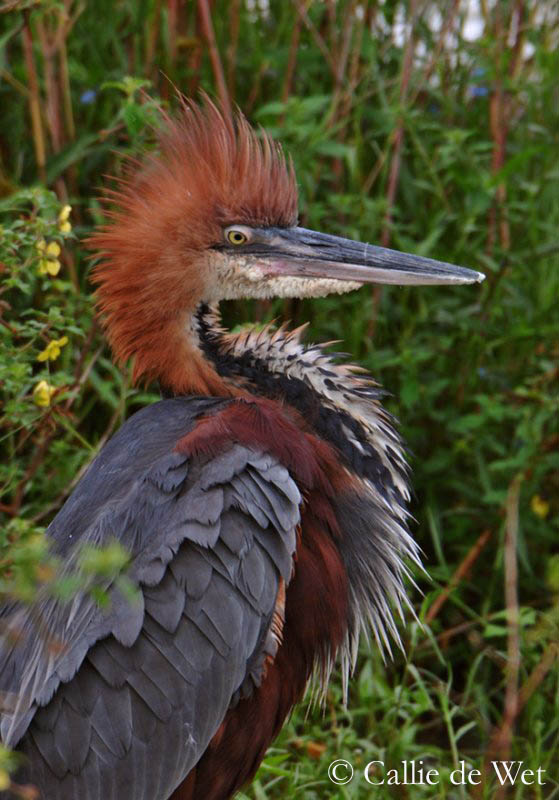 LMollisha's tweet photo. Uganda is rich with many bird species, you are all encouraged to come for a birding spree
#WorldTourismDay
#VisitUganda https://t.co/cHVe1tDGM5