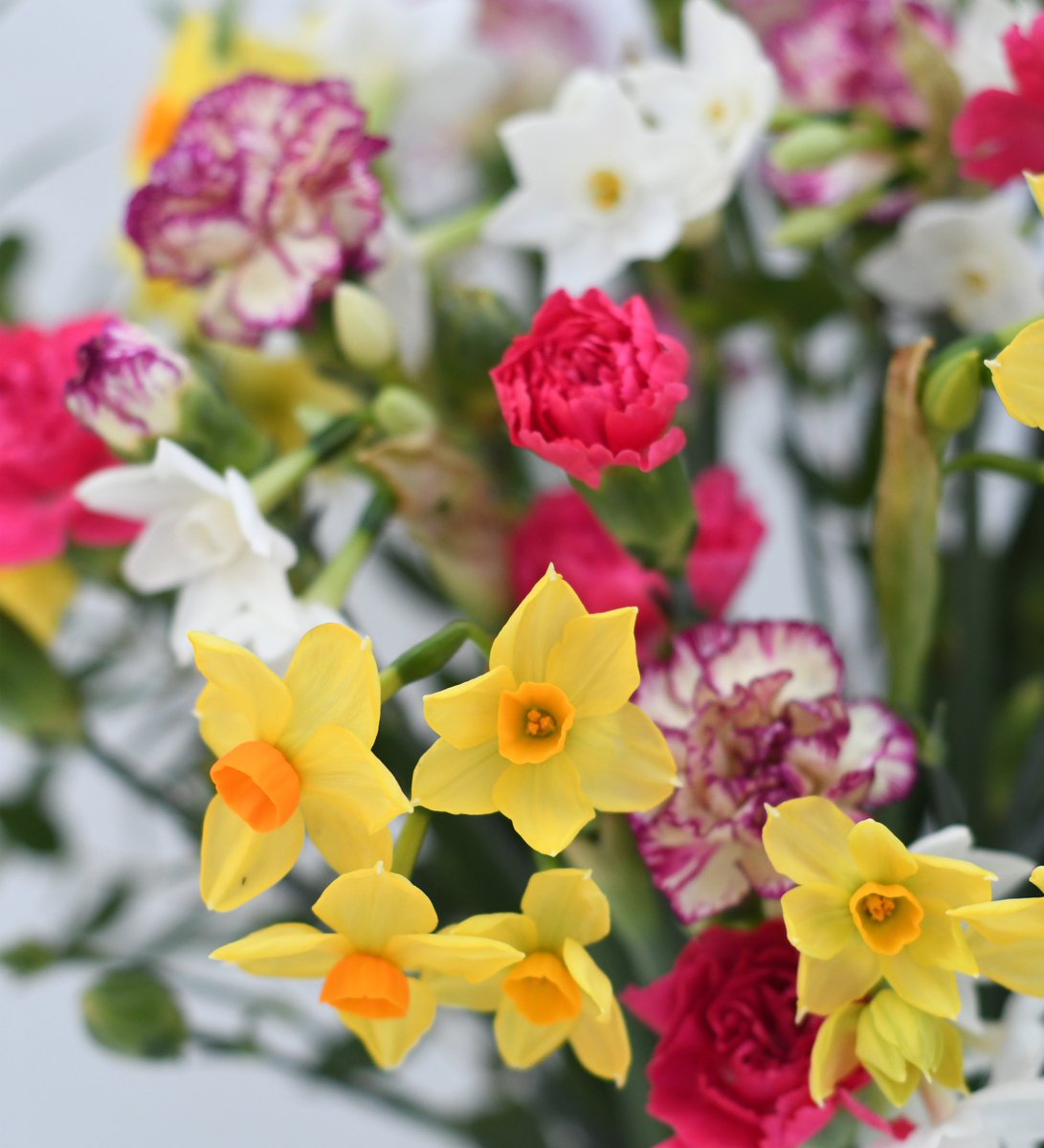 We have just started picking the very first of the scented narcissi. Enjoy the best of both and treat yourself to one of our beautiful mixed boxes of spray carnations and scented narcissi. 

scillyflowers.co.uk/flowers-by-pos…

#flowersbypostuk #scentednarcissi #carnations