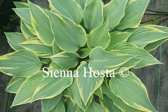 SiennaHosta tweet picture