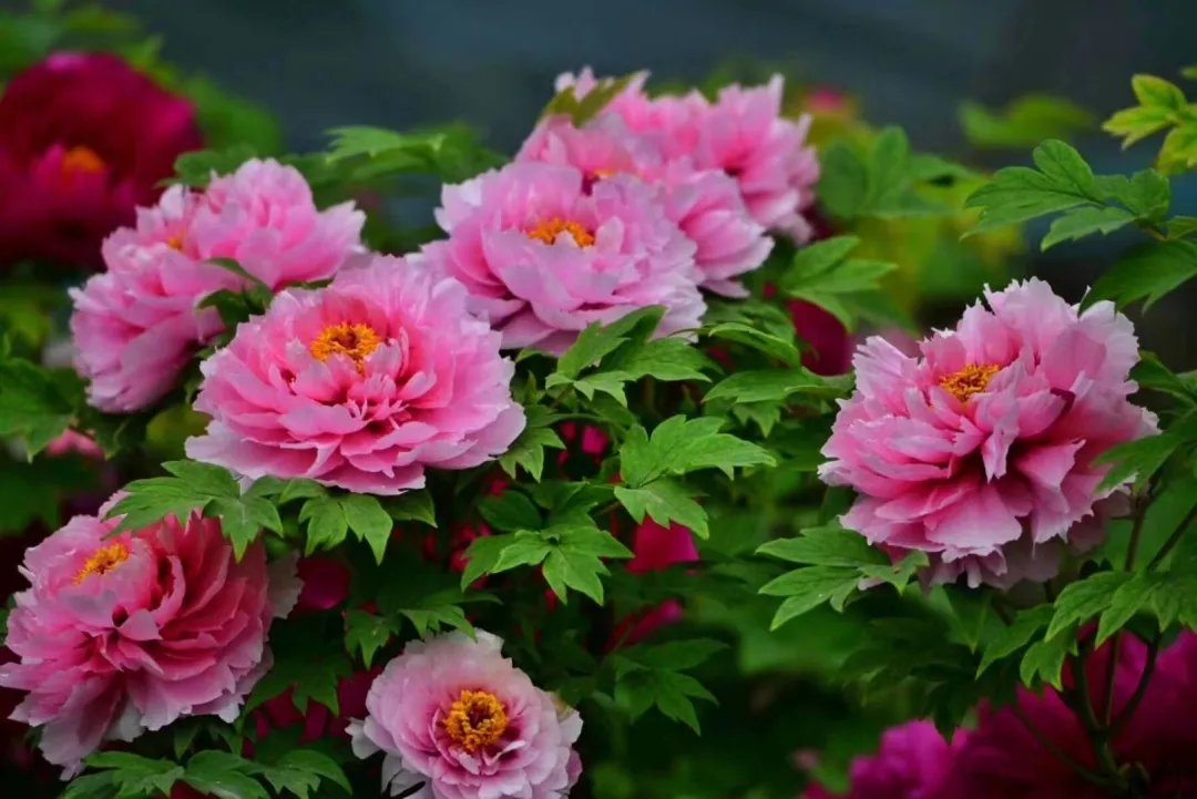 Peony Art（互fo） tweet media