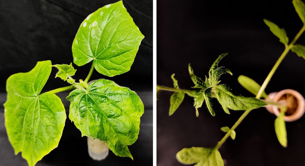 Dos protagonistas de la actualidad hortícola nos visitan en la unidad neonatal, los tobamovirus CGMMV (Izq) y ToBRFV (Dcha).