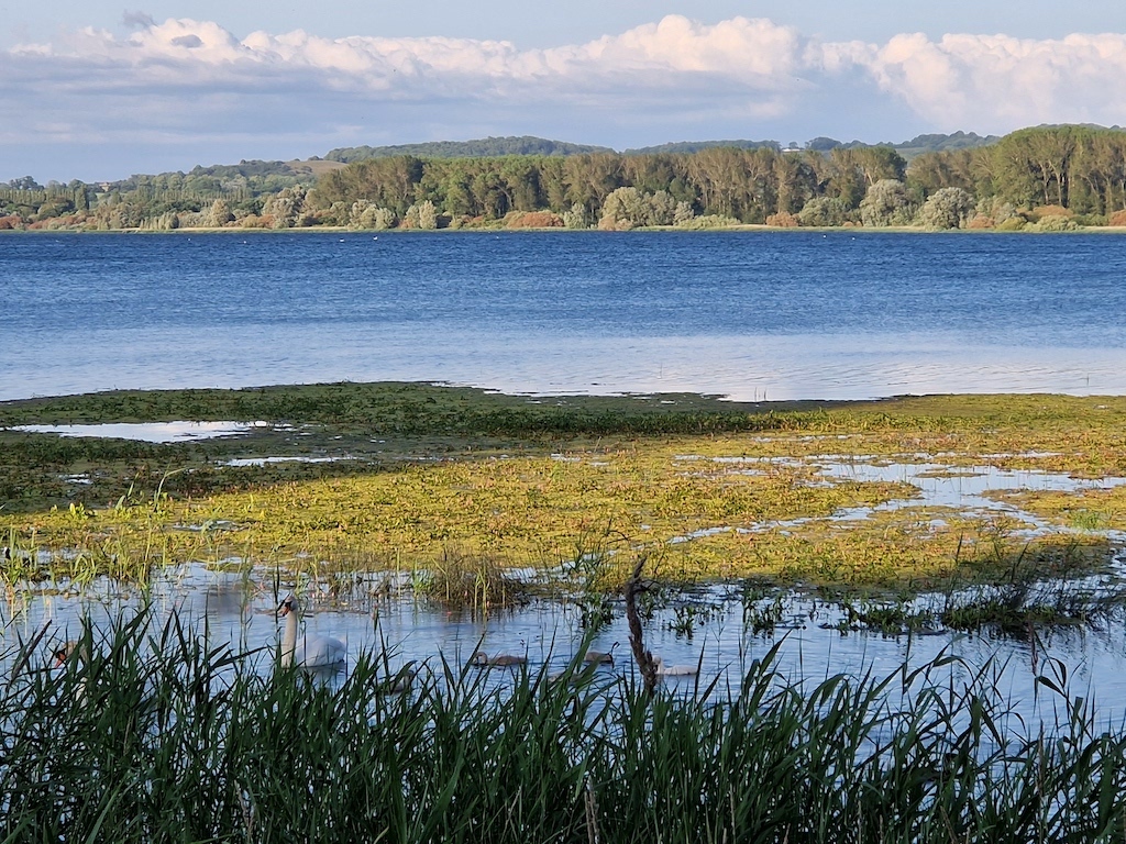 The fabulous Number1 Pad Thai will be serving bowls of perfect pad thai at Portishead this Sunday! Ditch the roast and try a big bowl of noodles instead. ⁠
⁠
Swipe for a sample menu &amp; tasty photos⁠.
⁠
Serving from 11am - 3pm, &amp; say hello to RSPB Bristol whilst you're there!
