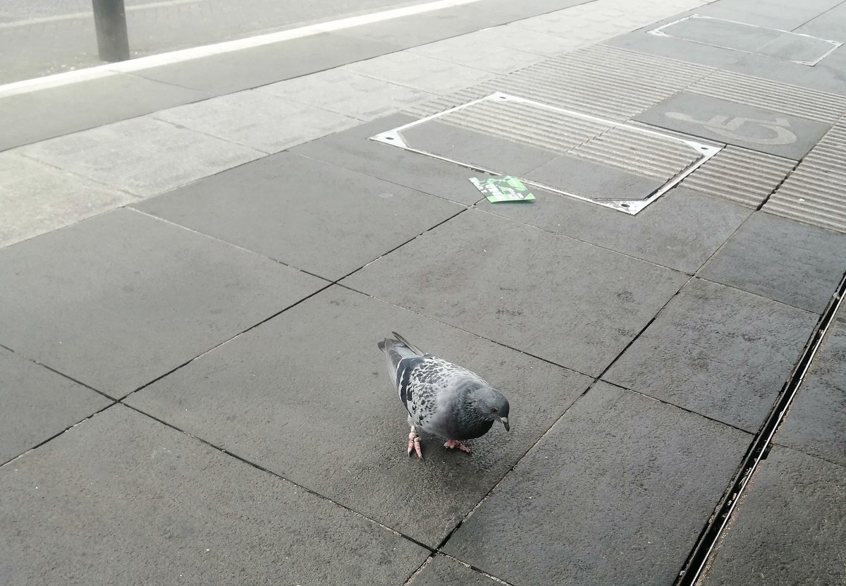 Wee pigeon that got kicked off the platform by a plastic looking human. #PiccadillyGardens tram stop #metrolink